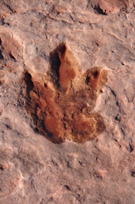 Dinosaurier Fußabdruck Dinosaurier Fußabdruck