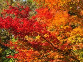 dsc_0338 dsc_0338