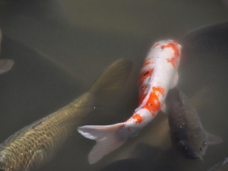 dsc_0453 dsc_0453