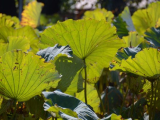 japan11-01-58 japan11-01-58