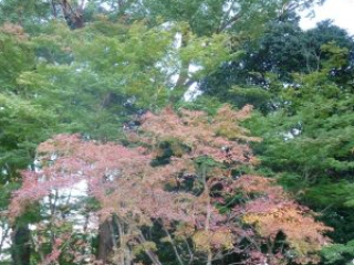 japan11-02-37 japan11-02-37