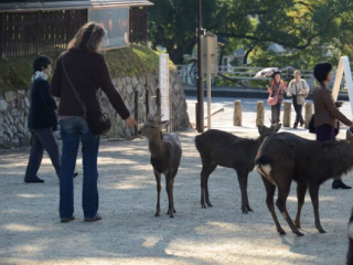japan11-03-010 japan11-03-010