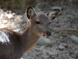 japan11-03-050 japan11-03-050