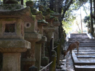 japan11-03-053 japan11-03-053