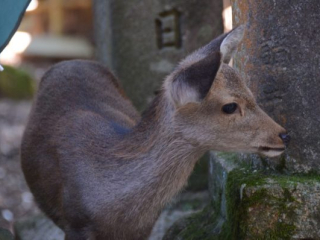 japan11-03-094 japan11-03-094