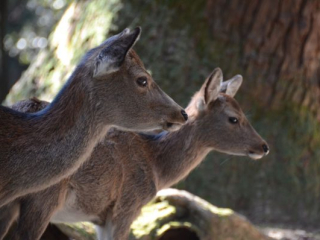 japan11-03-102 japan11-03-102