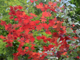 japan11-05-37 japan11-05-37