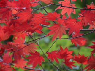 japan11-05-38 japan11-05-38