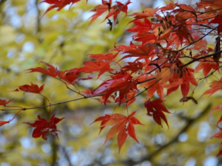 japan11-05-43 japan11-05-43