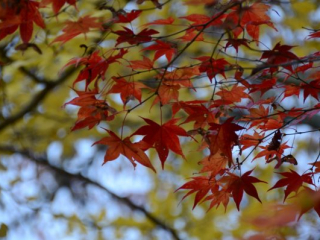 japan11-05-44 japan11-05-44