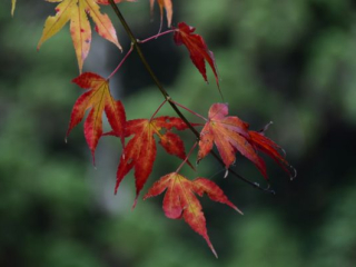 japan11-05-45 japan11-05-45