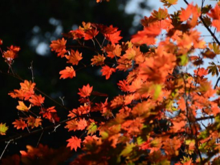 japan11-05-46 japan11-05-46