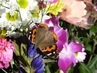 japan11-06-13 japan11-06-13