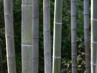 japan11-06-28 japan11-06-28