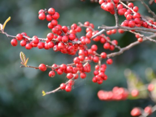 japan11-06-29 japan11-06-29