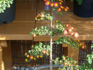 japan11-06-36 japan11-06-36