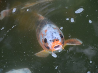 japan11-06-38 japan11-06-38