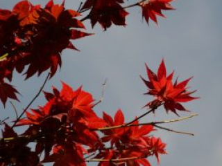 japan11-06-46 japan11-06-46