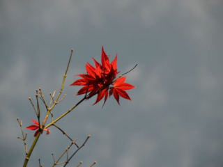 japan11-06-47 japan11-06-47