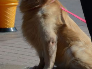 japan11-07-43 japan11-07-43