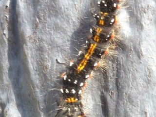 japan11-07-51 japan11-07-51