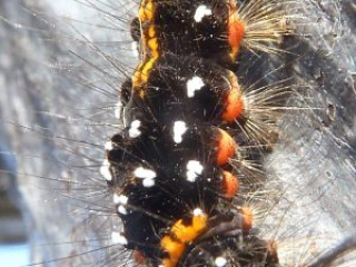 japan11-07-52 japan11-07-52