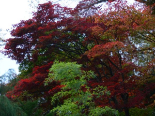 japan11-08-006 japan11-08-006