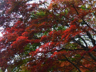 japan11-08-008 japan11-08-008