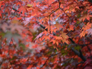 japan11-08-009 japan11-08-009