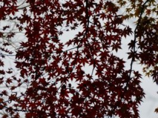 japan11-08-020 japan11-08-020