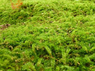 japan11-08-060 japan11-08-060