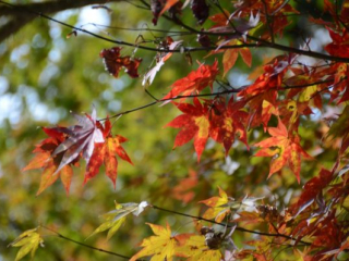 japan11-08-063 japan11-08-063