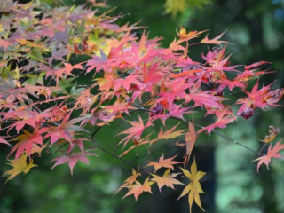 japan11-08-066 japan11-08-066