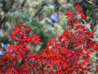 japan11-08-075 japan11-08-075