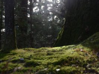 japan11-08-085 japan11-08-085