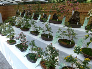 japan11-09-021 japan11-09-021