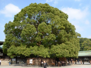 japan11-09-055 japan11-09-055