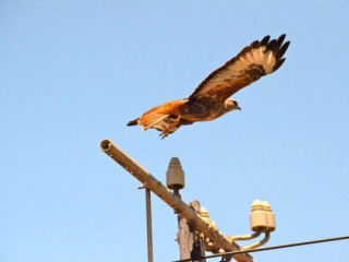 DSC_4591 DSC_4591