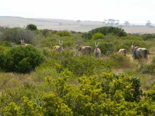 za08-65 za08-65