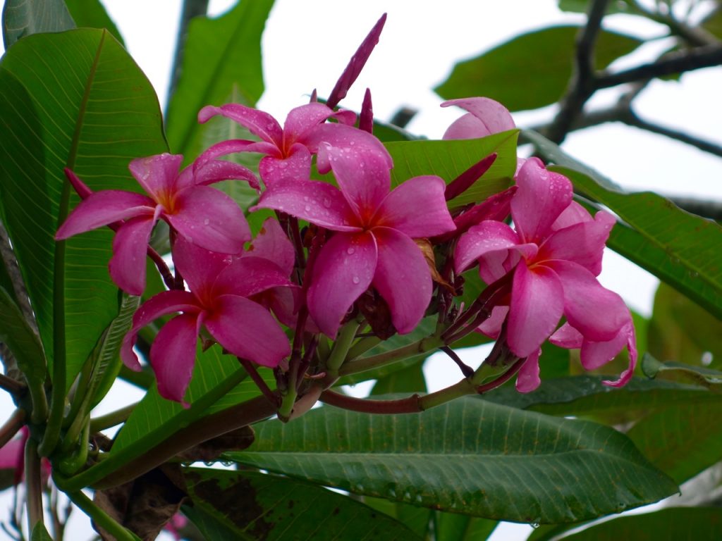 SIN-04 - 12 SIN-04 - 12