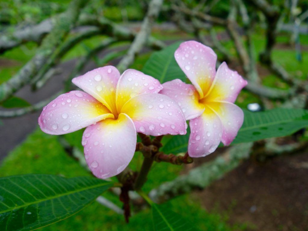 SIN-04 - 18 SIN-04 - 18