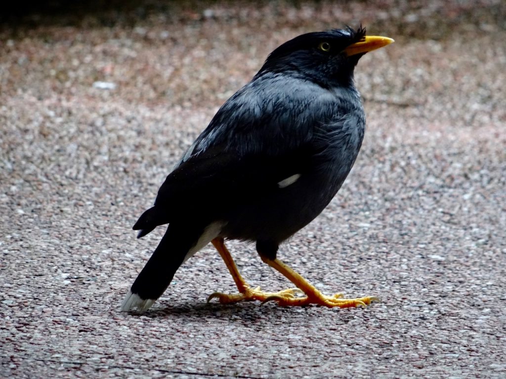 SIN-04 - 32 SIN-04 - 32