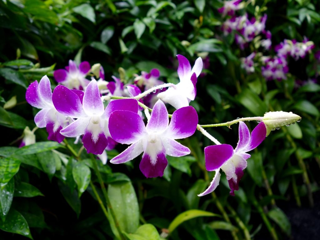 SIN-04 - 35 SIN-04 - 35