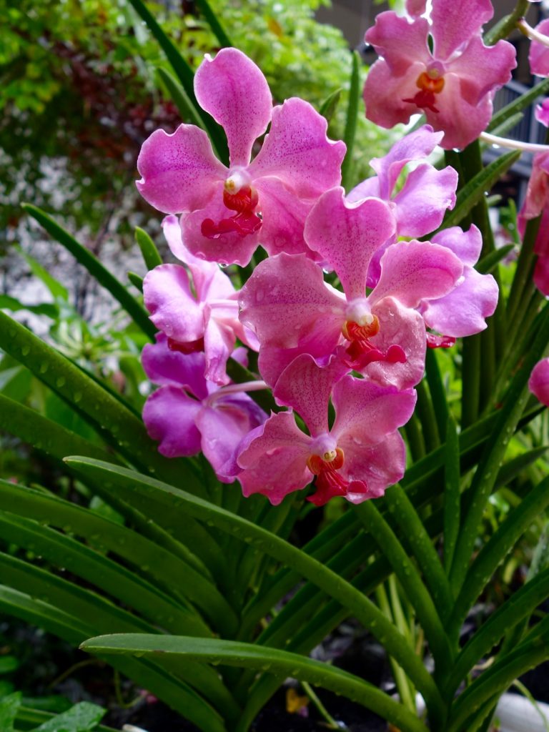 SIN-04 - 38 SIN-04 - 38