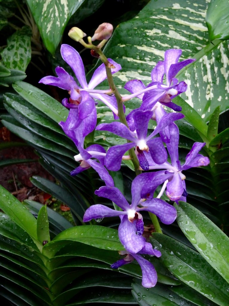 SIN-04 - 41 SIN-04 - 41