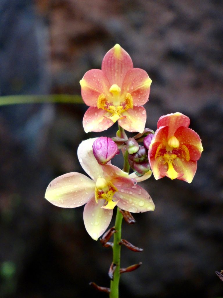 SIN-04 - 43 SIN-04 - 43