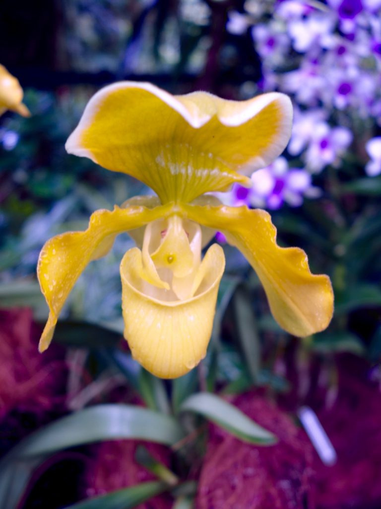 SIN-04 - 44 SIN-04 - 44