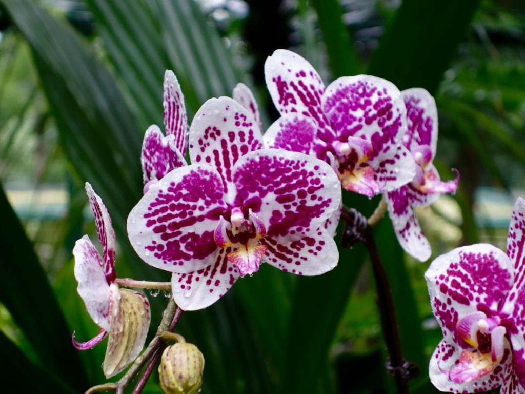 SIN-04 - 45 SIN-04 - 45