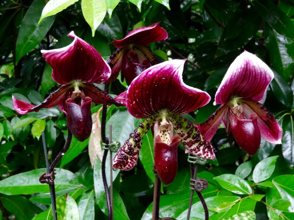 SIN-04 - 46 SIN-04 - 46