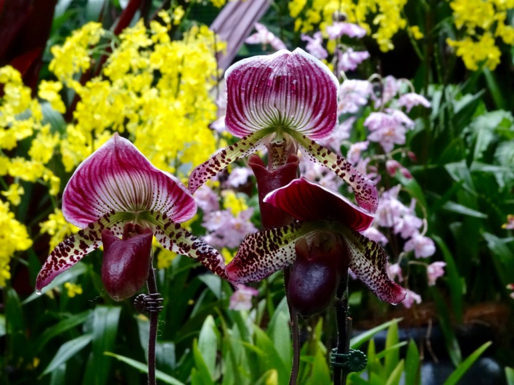 SIN-04 - 48 SIN-04 - 48